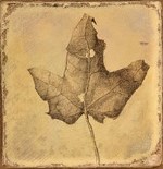 Adrian Haak: A small leaf